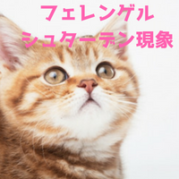 フェレンゲルシュターデン現象とは？由来と猫が何もないところを見る理由は！？